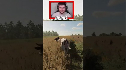KROWA UCIEKŁA Z GOSPODARSTWA  #farming