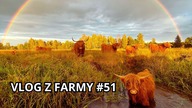 Czarny byk zablokował drogę - Vlog z farmy #51