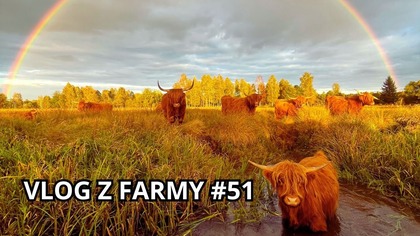 Czarny byk zablokował drogę - Vlog z farmy #51