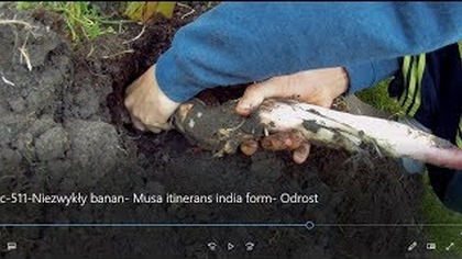 Odc 511-Niezwykły banan. Odrost-Musa itinerans india form