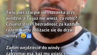 Jak uspokoić psa przy windzie?  #PsieZachowanie #TreningPsa #WindaDlaPsów