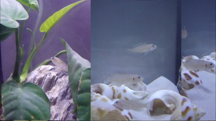 Pierwszy tydzień od wpuszczenia muszlowców do akwarium