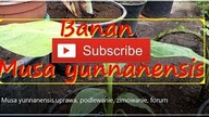 #233.  Cz. 1 Banan Musa yunnanensis,uprawa, podlewanie, zimowanie, forum