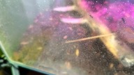 Polyrhachis Dives  Wiwarium  CDN tej noweli z happy end 