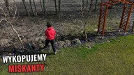 Likwidujemy żywopłot z miskantów.