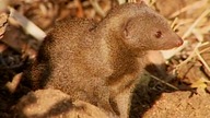 ENCYKLOPEDIA ZWIERZĄT DLA DZIECI - Mangusta