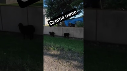 Czarne owce.  #autostop #travelvlog #funny #travel #podróże #ukraine #ship #black