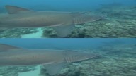 Rekiny 3D - Sharks 3D 2004