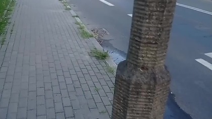 Chyba Volkswagen Jetta choć myślę że to Škoda