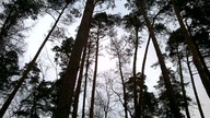Pustułka