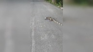 LiveLeak - Poor monitor lizard stumbles along road with snout stuck in discarded tin in Thailand