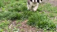 Zwierzątka #funny #true #trueman #animals #prawda #funnyanimals #comedy
