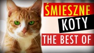 NAJLEPSZE ŚMIESZNE KOTY #1  THE BEST OF  MATT OLECH