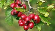 Hawthorn Wei&szlig;dorn Meidoorn Crataegus
