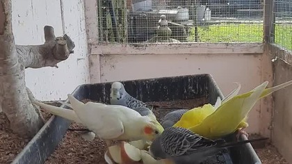 Papużki faliste i nimfa #papugi