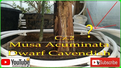 Odc-358. Cz. 2 Musa Acuminata Dwarf Cavendish ( tropicana) Uprawa.
