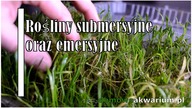 Rośliny submersyjne oraz emersyjne