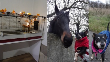 Przeprowadzka świnek 