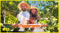 Pierwsze zbiory - FIGOBRANIE