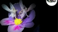 Jak zrobić kwiatowe wróżki- (Floral Fairies) -Pomysły plastyczne dla każdego