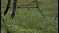 Xena - Wojownicza Księżniczka - Sezon 6 - Odcinek 17 - Ostatni z Centaurów
