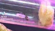 Polyrhachis dives tka swoje gniazdo  #mrówki #dives #owady #hodowla