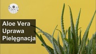 Aloes. Uprawa wymagania pielęgnacja. Jak dbać o aloesy?
