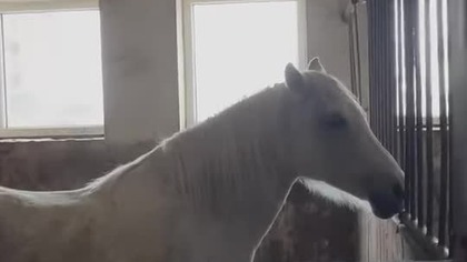 To ciekawe! w Stadninie.