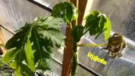 Odc 409 Temperatura w szklarni. Palma,papaje,musa ornata itd.  Na luzie