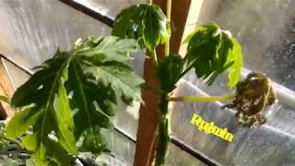 Odc 409 Temperatura w szklarni. Palma,papaje,musa ornata itd.  Na luzie