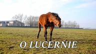 Lucerna