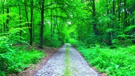 Letni las w 8D &mdash; śpiew ptak&oacute;w do relaksu i snu (na słuchawki)