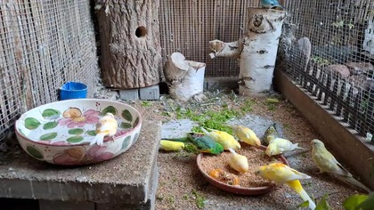 Kanarki i papugi we wspólnej wolierze * W Garden kuRaż 23. 09. 2026