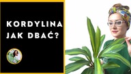 KORDYLINA - uprawa, pielęgnacja, rozmnażanie