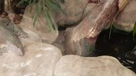 Monitor Lizard in Warsavian Zoo (feat.  stupid kid knocking on the glass)