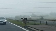 szła pasem zieleni".  Krowa "przyłapana" na drodze krajowe