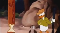 Kaczor Donald - Stara sekwoja