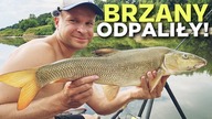 594 BRZANY ODPALIŁY !!! 32 STOPNIE NA ODRZE !!!