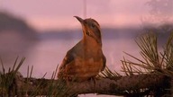 kawkadwa6