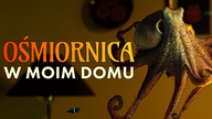Ośmiornica w moim domu S01E01 Lektor PL