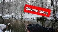 Zimowe okonie // styczeń 2021