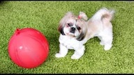 My Cute Pet Video - fun with balloon - Puppyhood