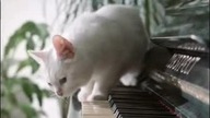 cat, kitten, kitty | Sleep Music, Delta Waves, Calming Music, Meditation Music, Relaxation