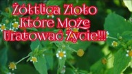2261.  Ż&oacute;łtlica Roślina, Kt&oacute;ra Może Ratować Życie!