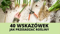 40 WSKAZÓWEK jak PRZESADZAĆ doniczkowe rośliny domowe .  Vlog Przesadzanie roślin domowych 