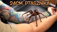 Mój najpotężniejszy samiec Theraphosa  Oraz gniazdo Eresusa  Co słychać u?