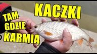 Warszawskie płocie z parkowego bajorka