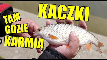 Warszawskie płocie z parkowego bajorka