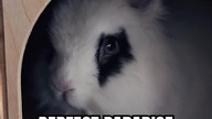 Perfect eyes#adorable #beauty #cute #bunny #dwarfrabbit #rabbit #cutepets #animals #imaginedragons