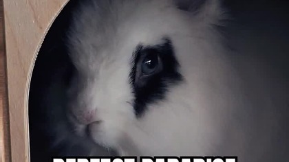 Perfect eyes#adorable #beauty #cute #bunny #dwarfrabbit #rabbit #cutepets #animals #imaginedragons